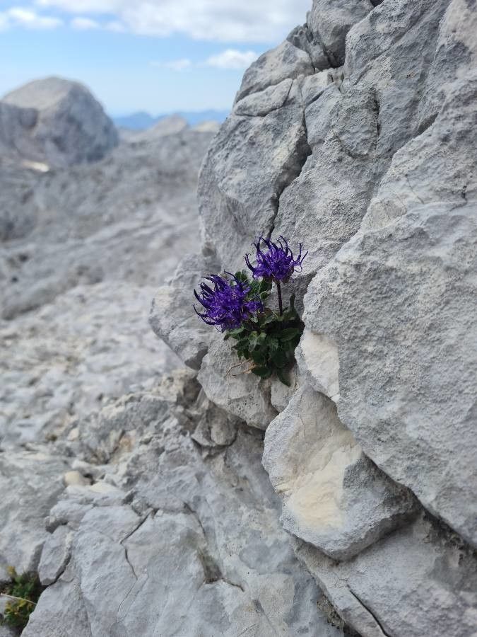 Phyteuma sieberi flower
