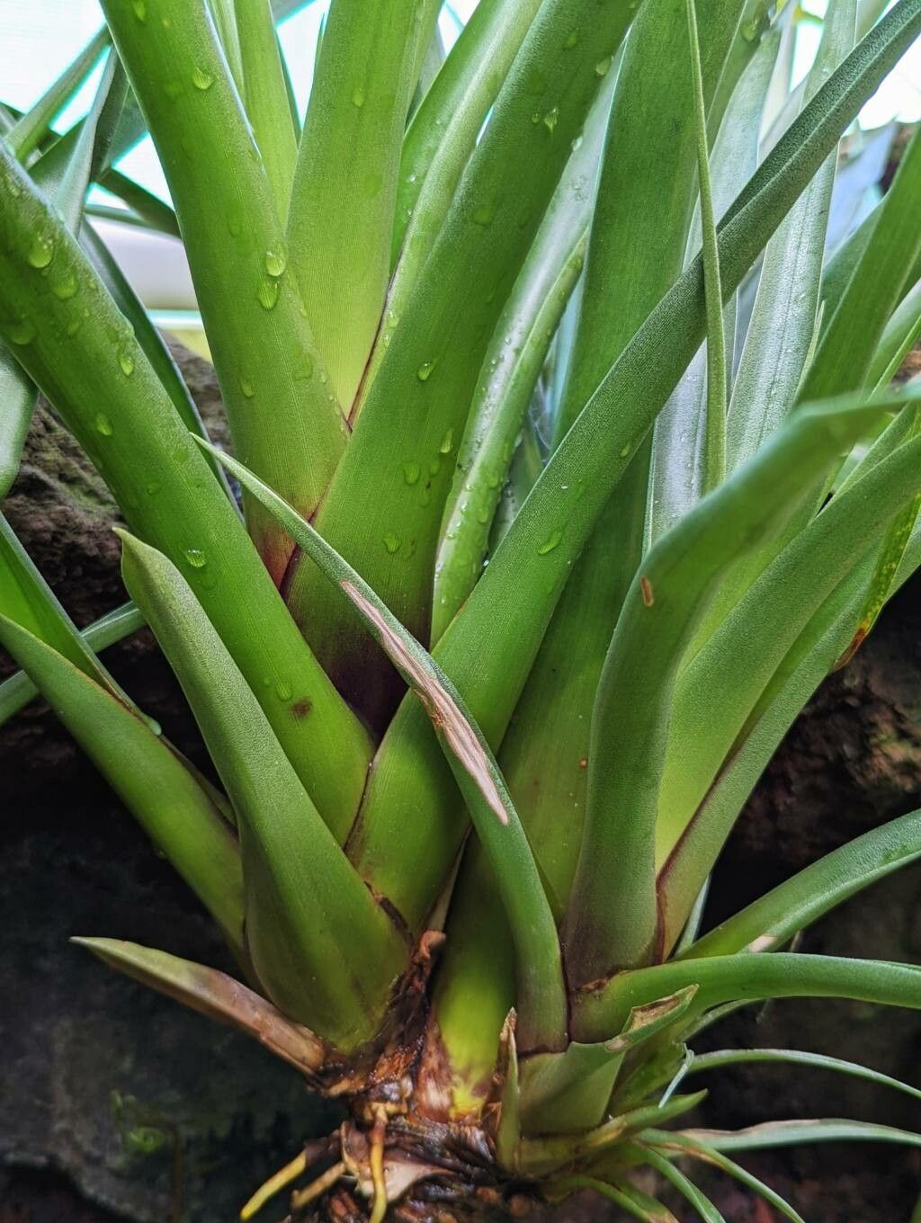 Tillandsia lajensis leaf