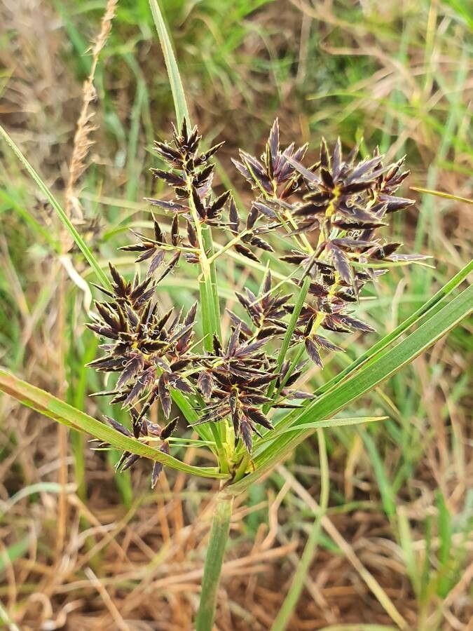 Cyperus kilimandscharicus flower