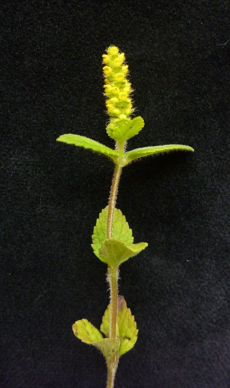 Elsholtzia eriostachya habit