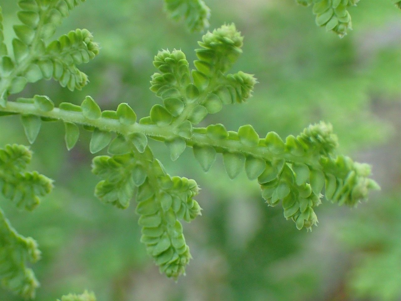 Selaginella tamariscina fruit