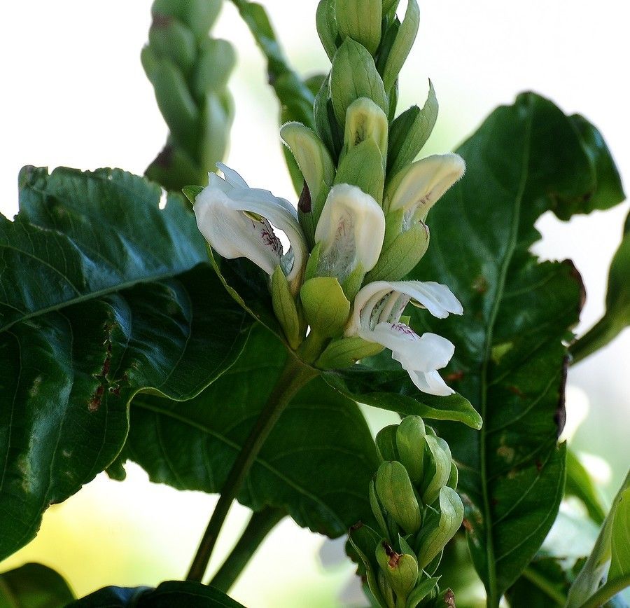Chelone glabra habit