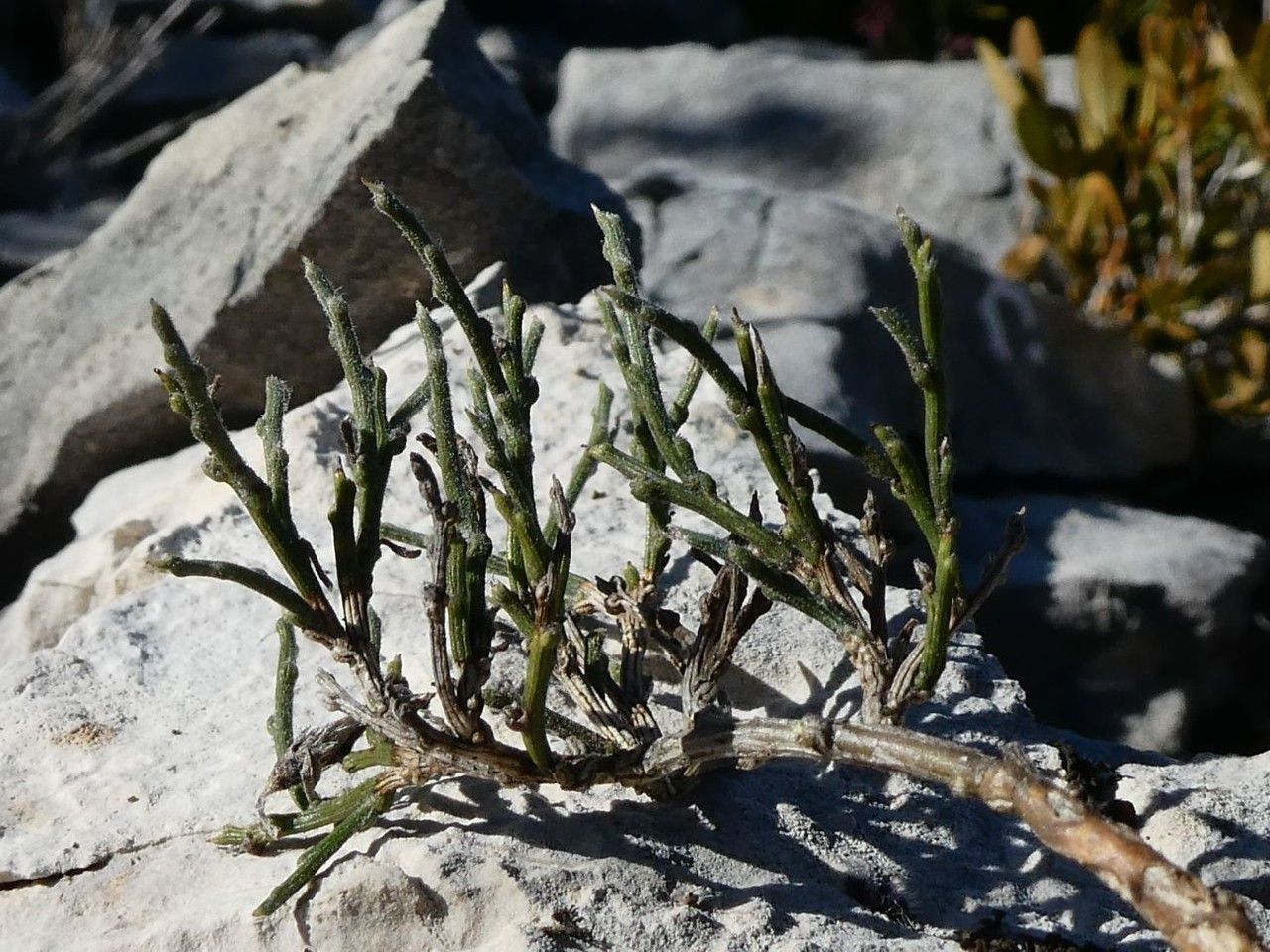 Genista pulchella habit