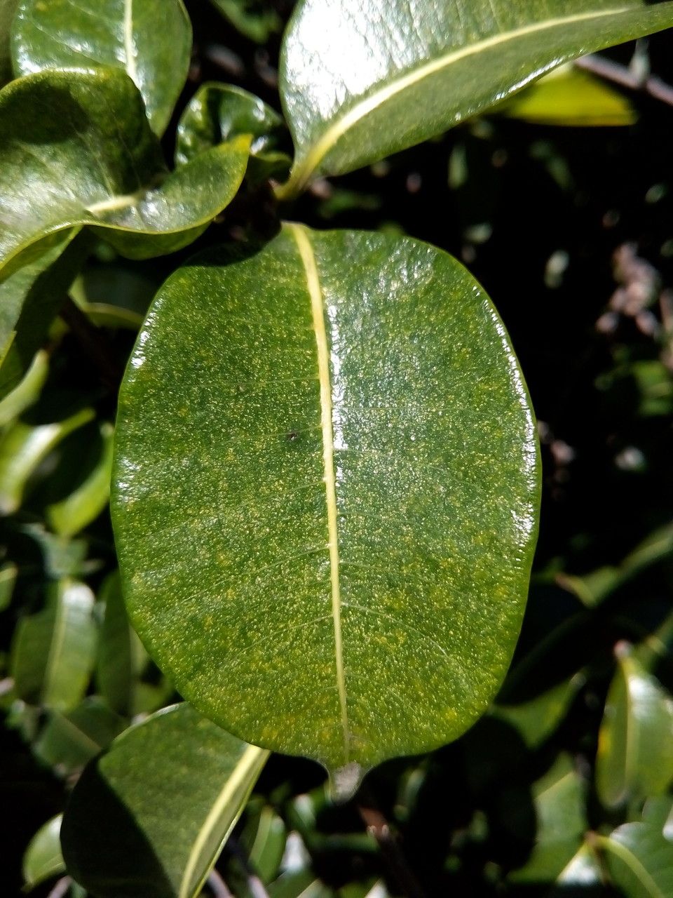 Cryptostegia grandiflora — search result for 'Fiji'