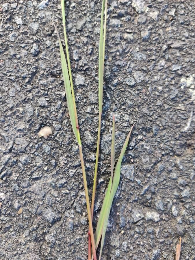 Chloris pycnothrix leaf