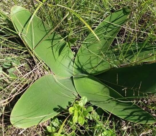 Brunsvigia radulosa — related species from the same genus
