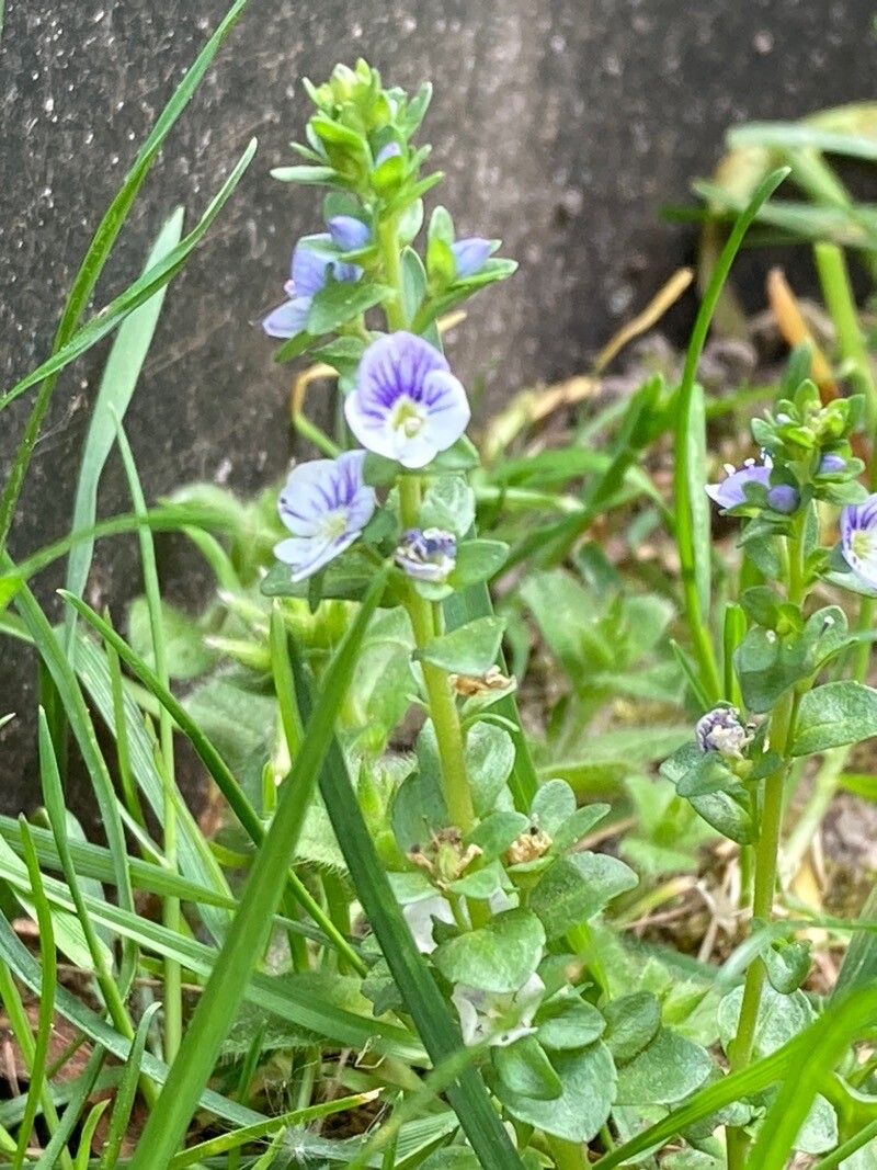 Veronica verna flower