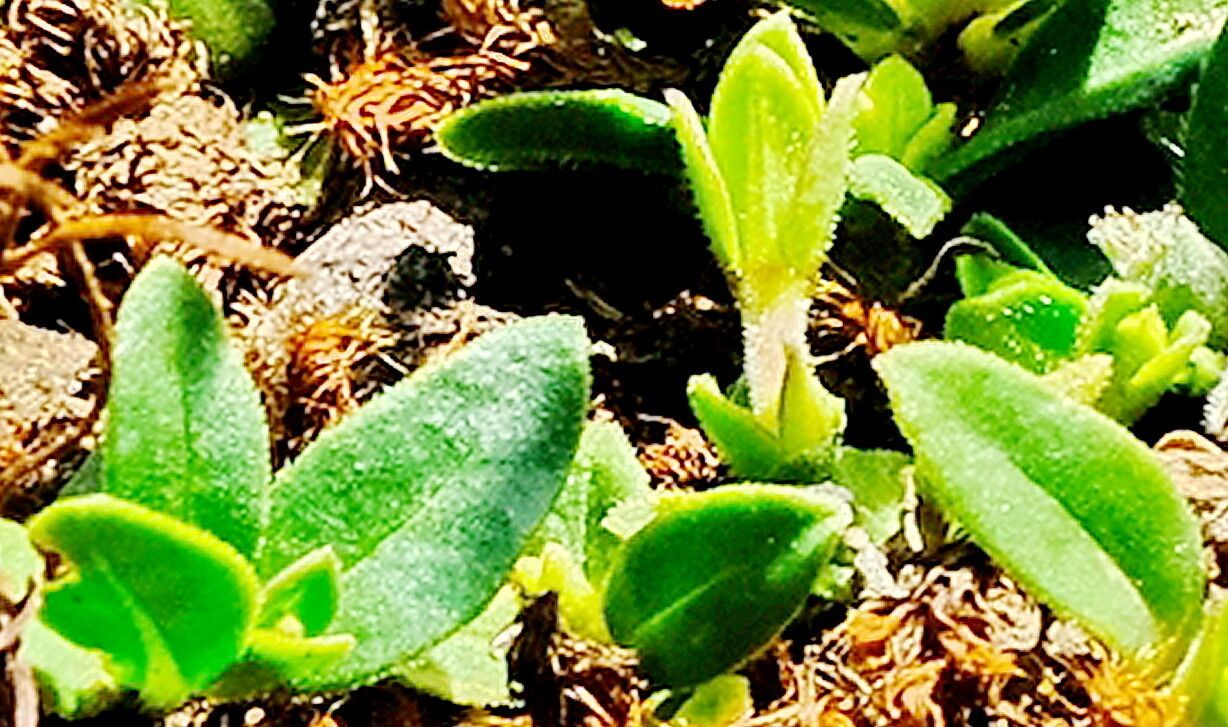 Blepharis integrifolia — houseplant care guide