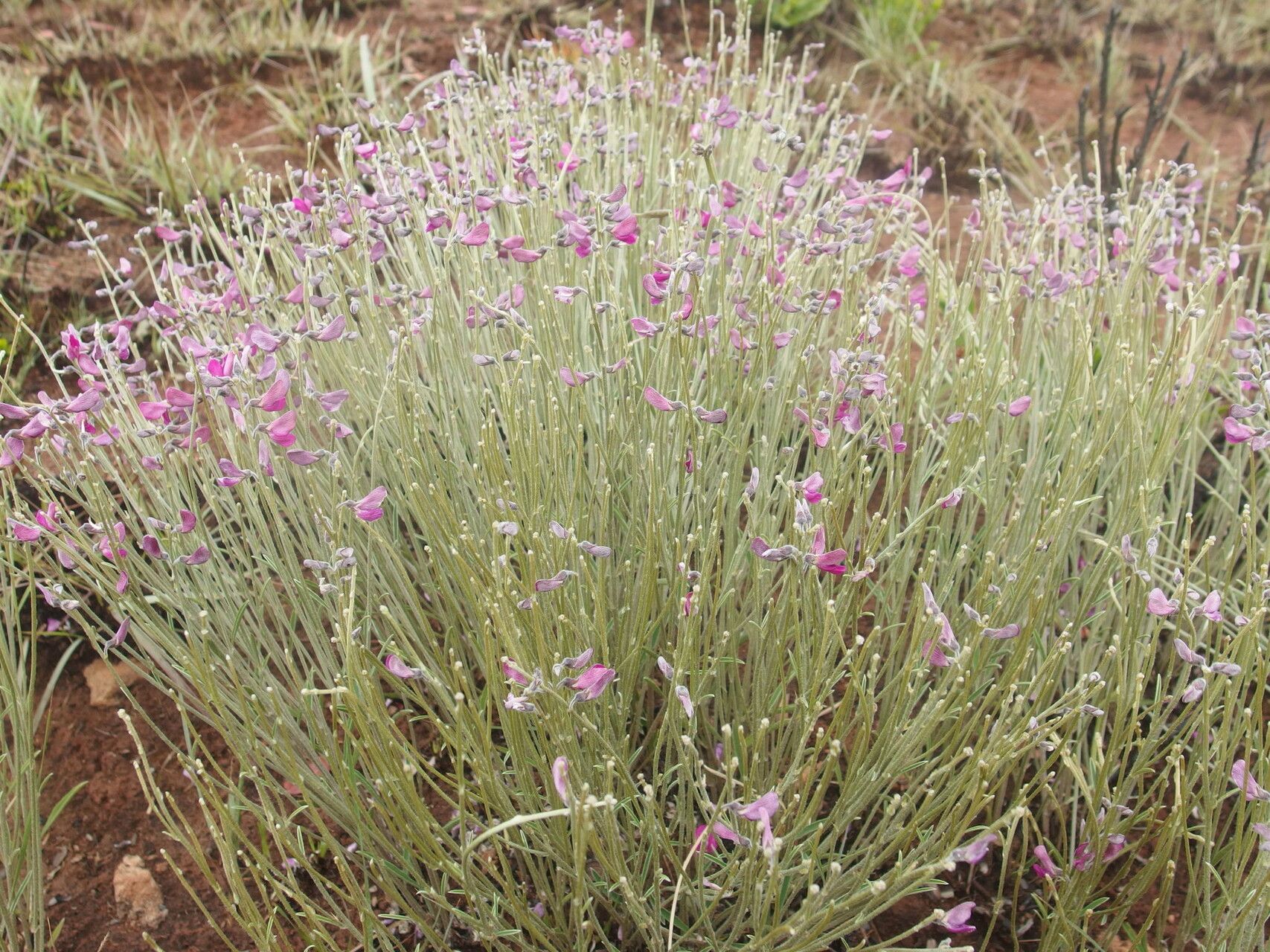 Tephrosia viguieri habit