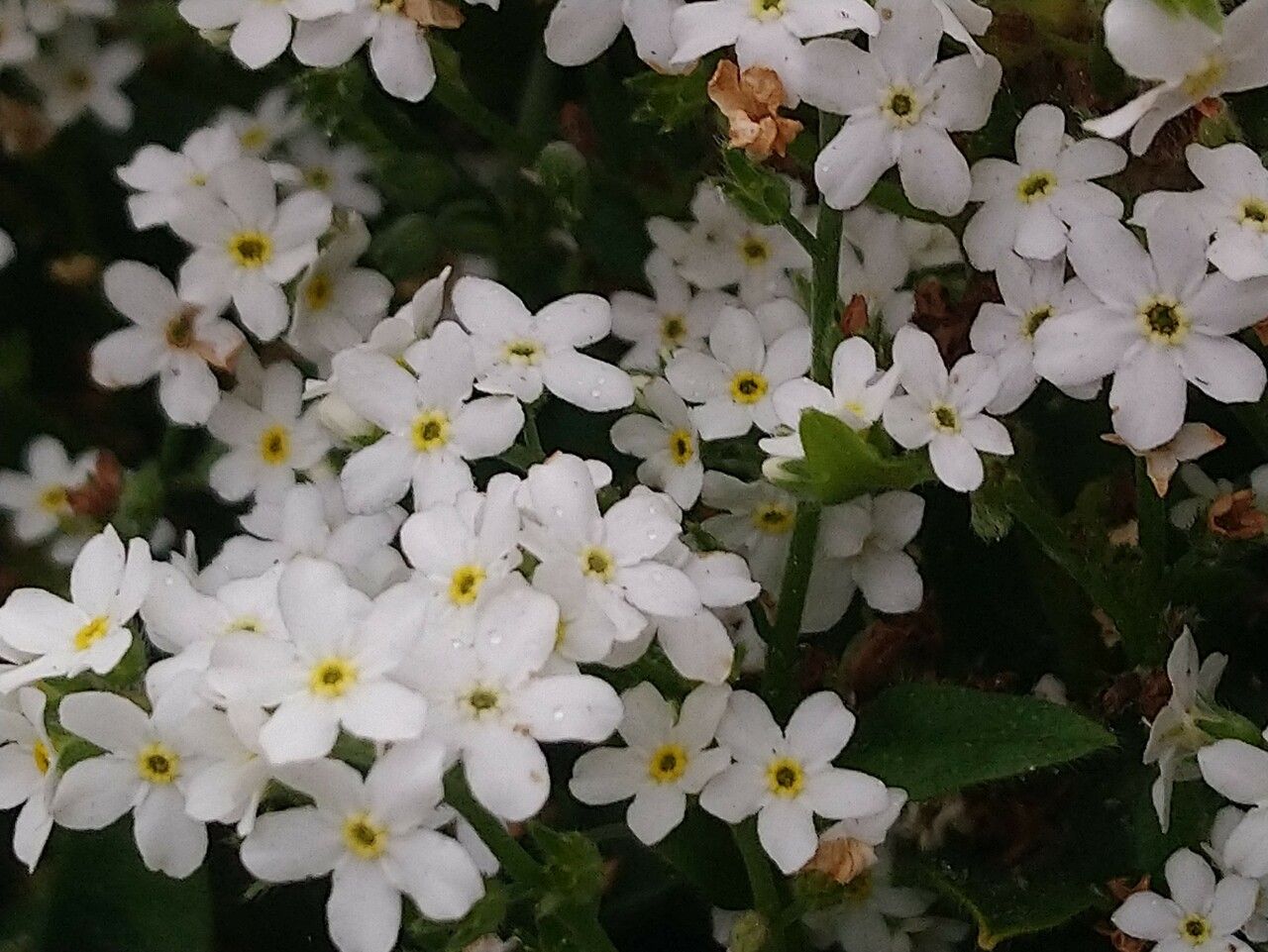 Plagiobothrys chorisianus flower