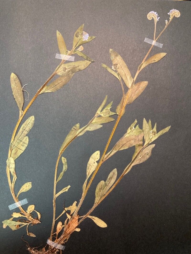 Myosotis nemorosa flower