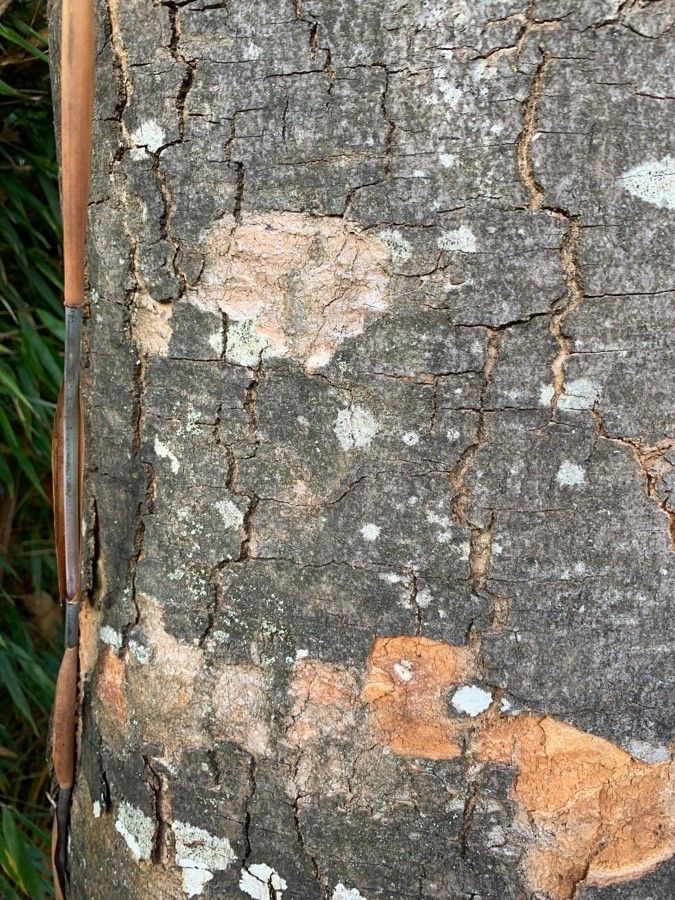 Commiphora mollis bark