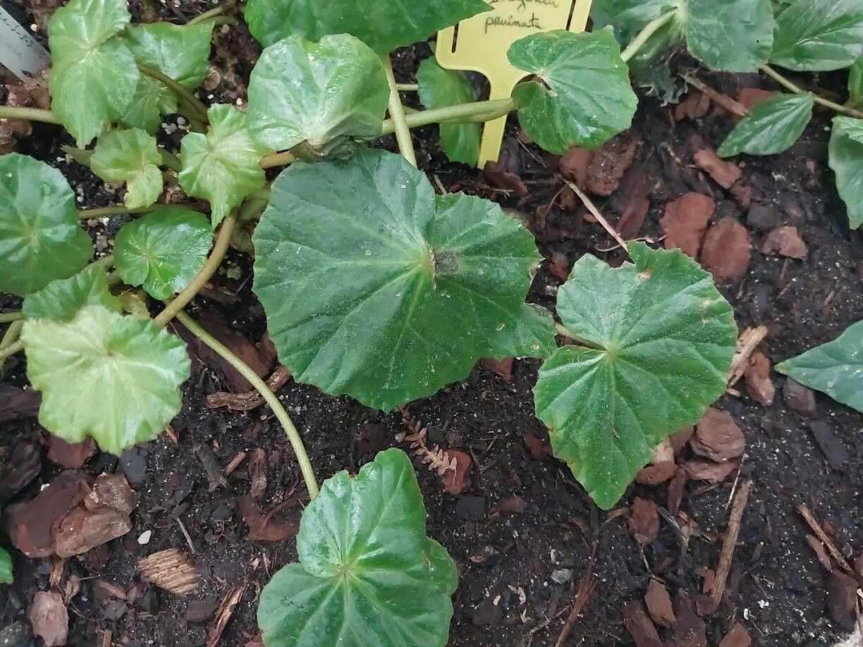 Begonia pruinata — houseplant care guide