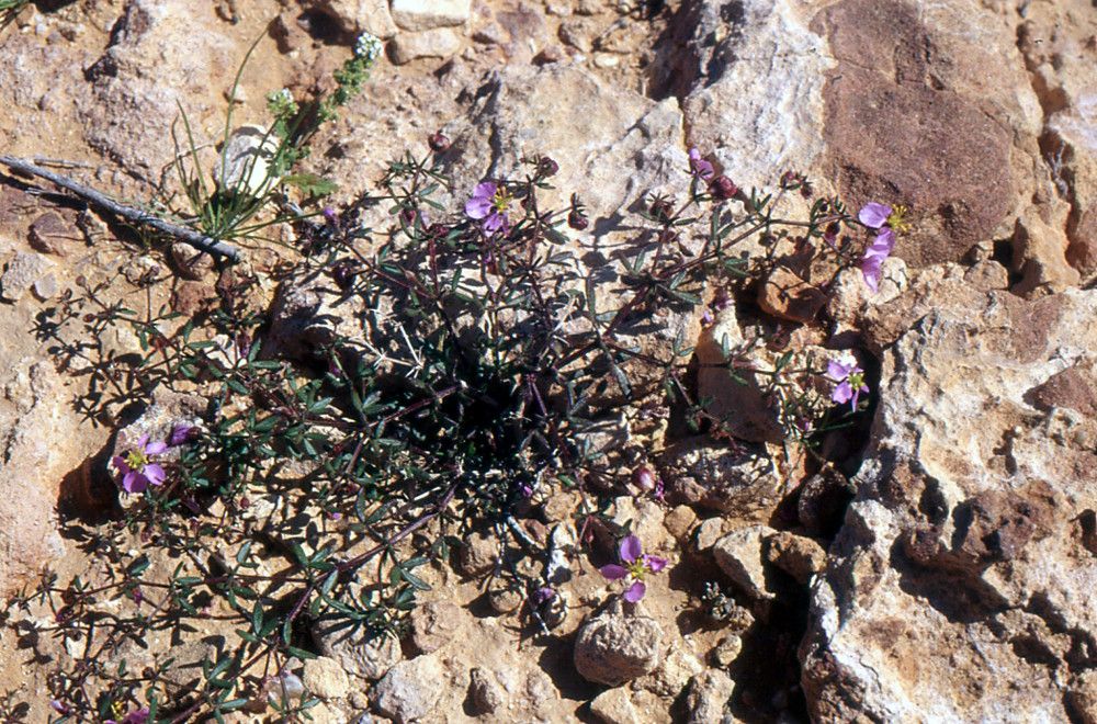 Fagonia glutinosa habit