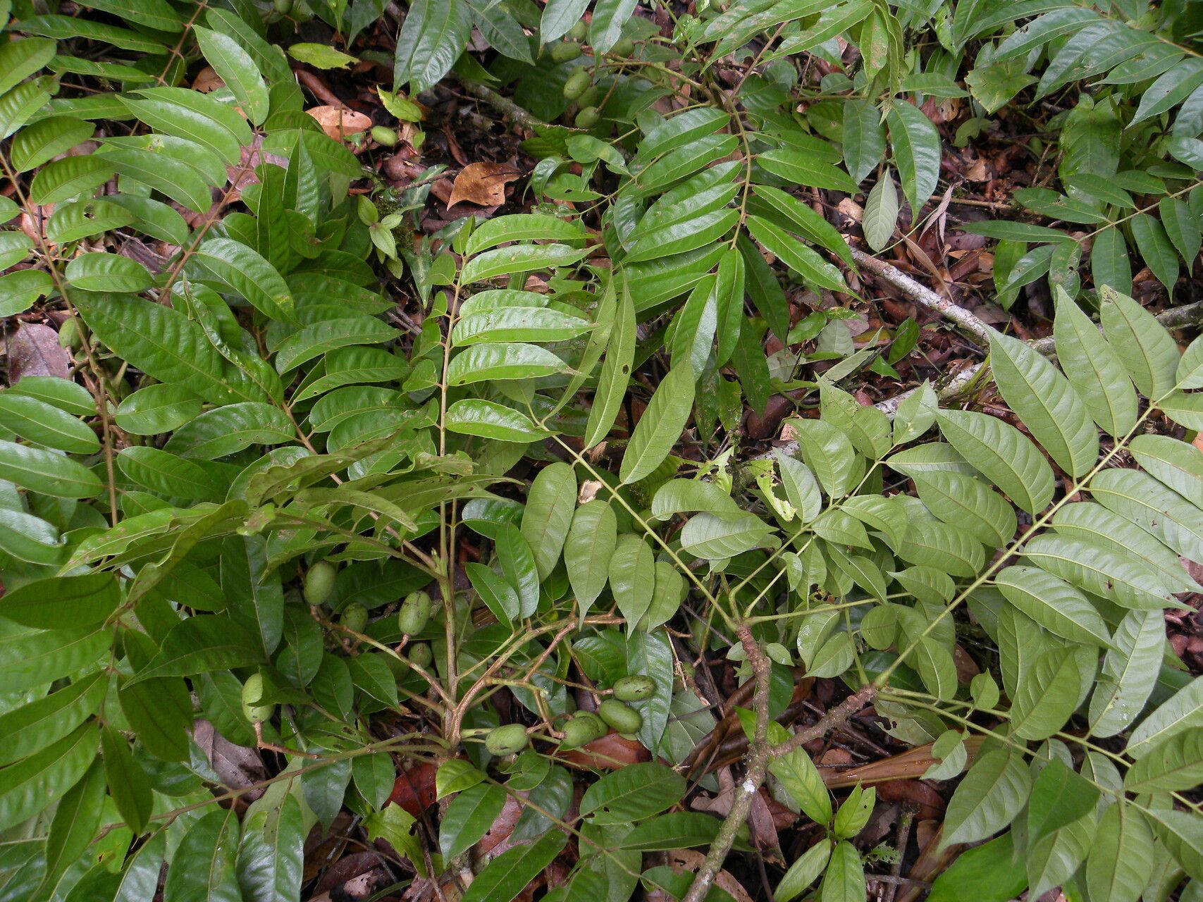 Spondias radlkoferi fruit