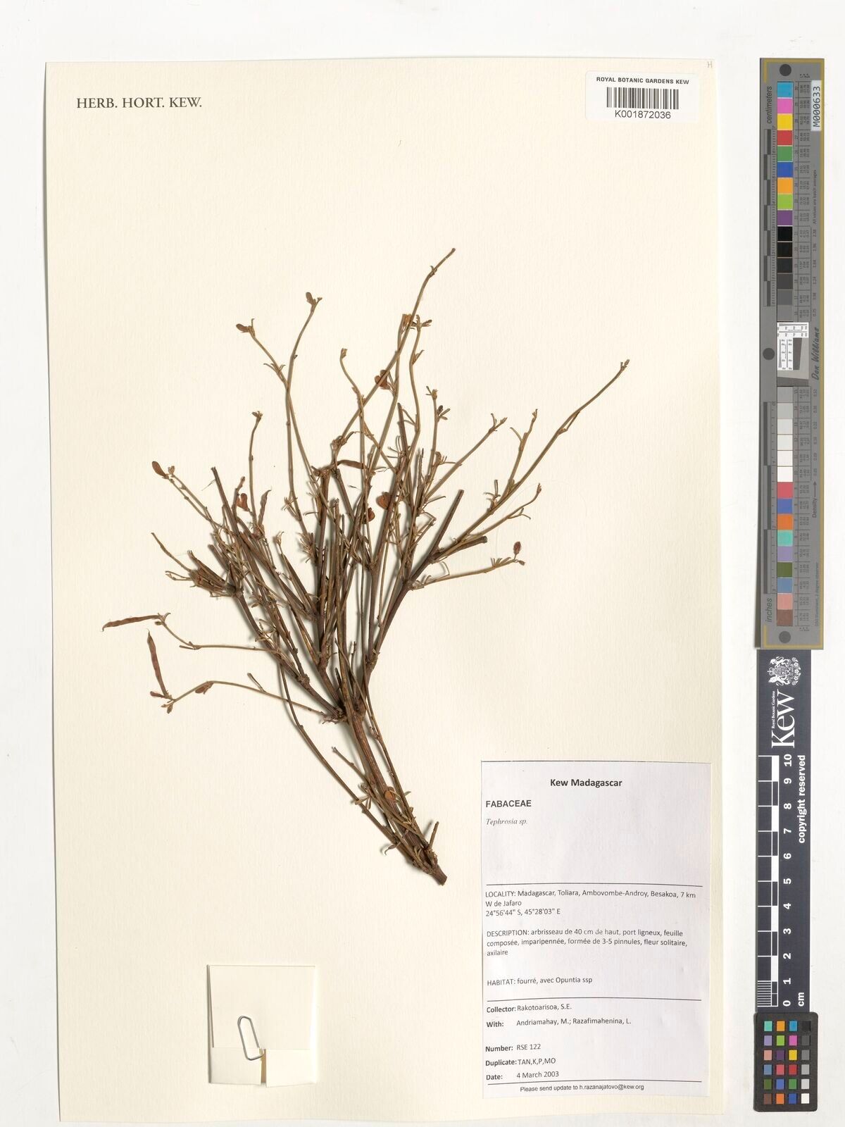 Tephrosia genistoides — search result for 'Tephrosia'