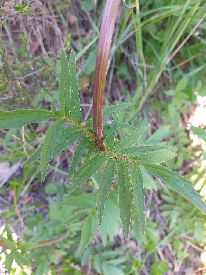 Valeriana tuberosa leaf