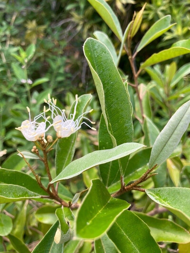 Morisonia indica flower