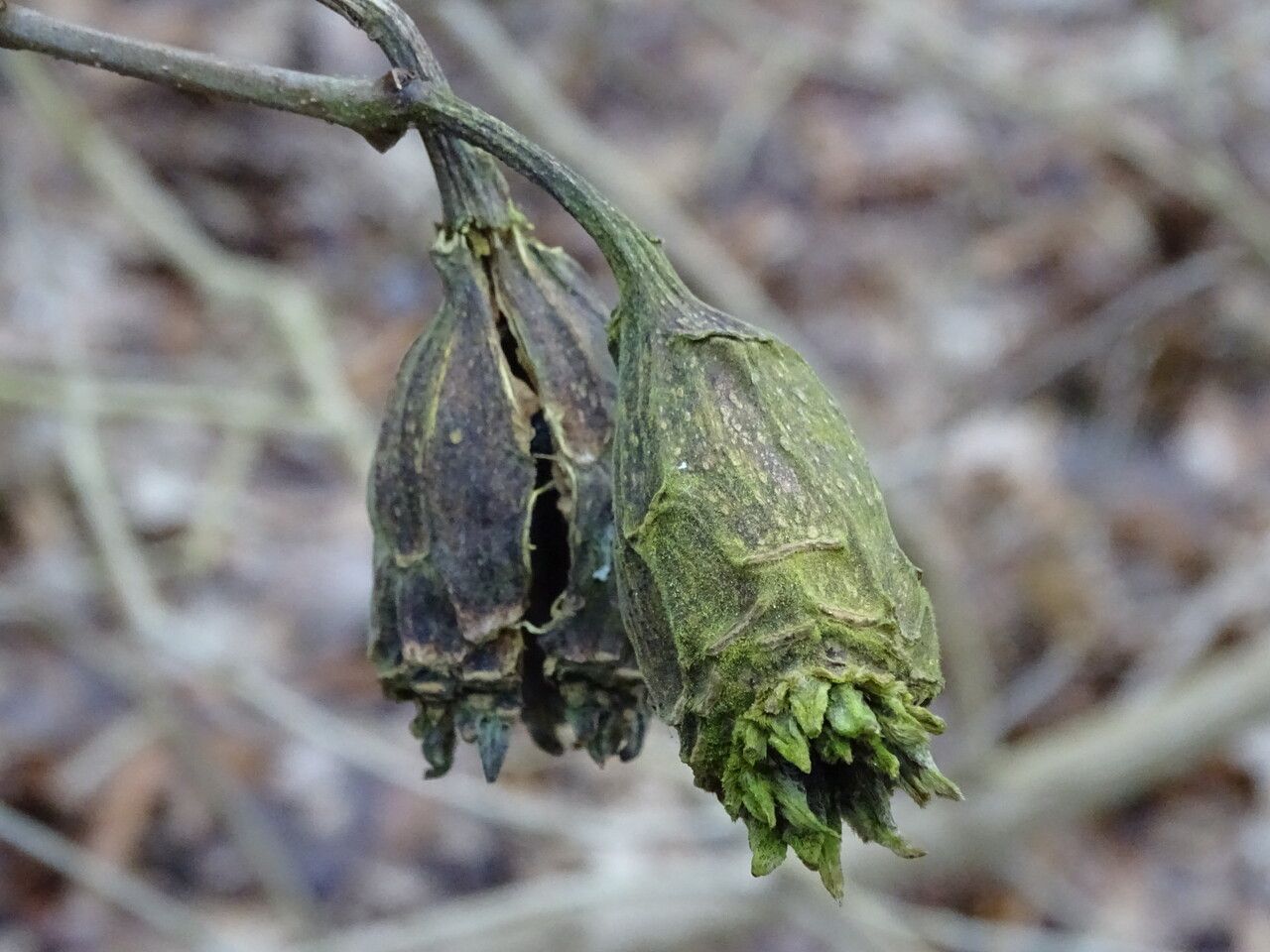 Calycanthus chinensis fruit