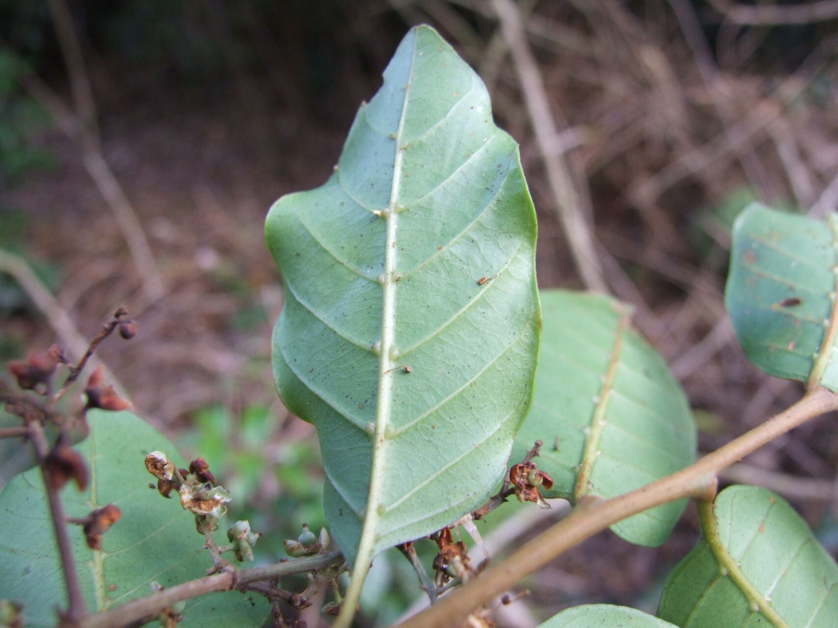 Cupaniopsis phalacrocarpa — search result for 'Cupaniopsis'