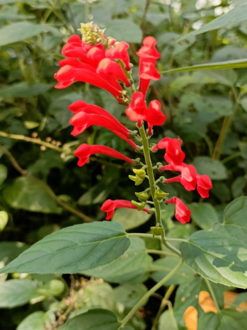 Scutellaria coccinea flower