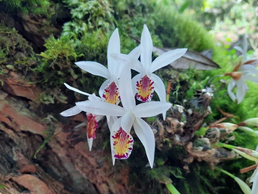 Pleione maculata — houseplant care guide
