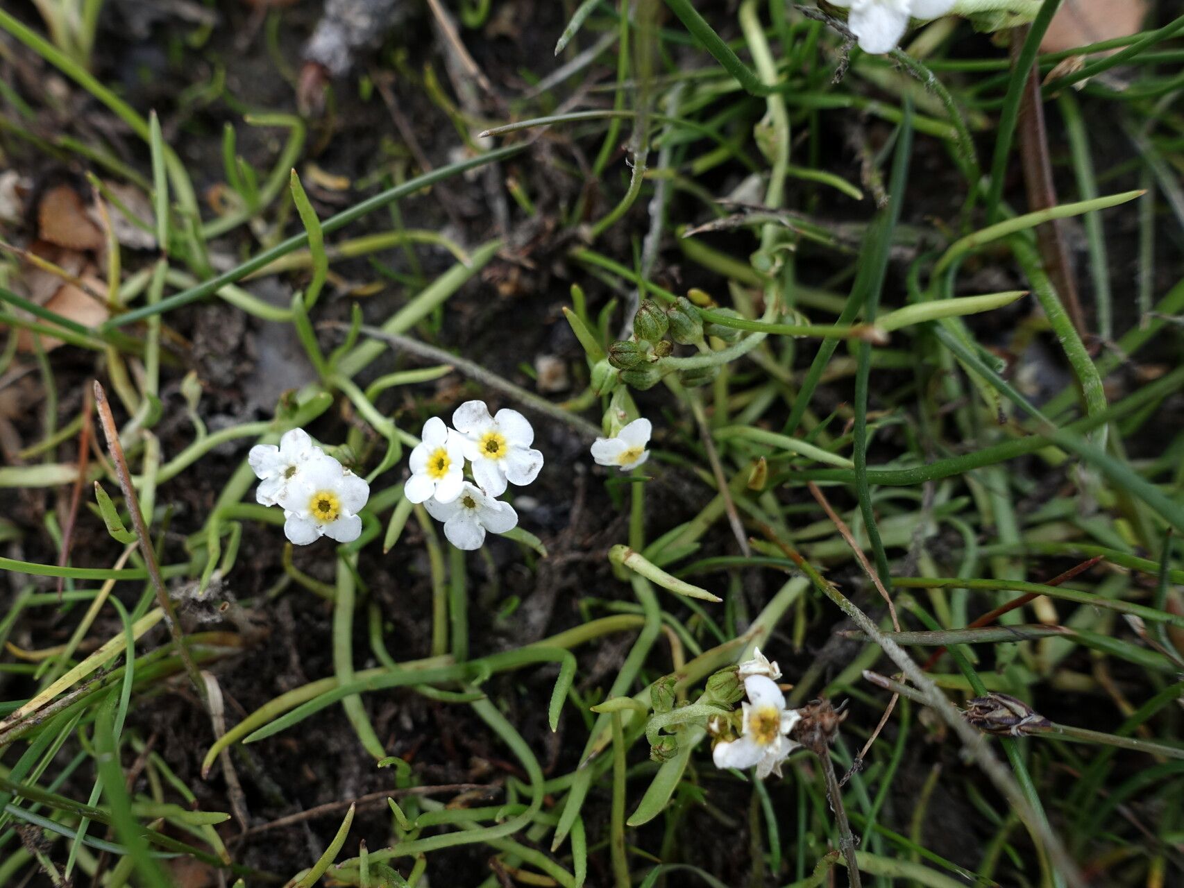 Plagiobothrys corymbosus — houseplant care guide