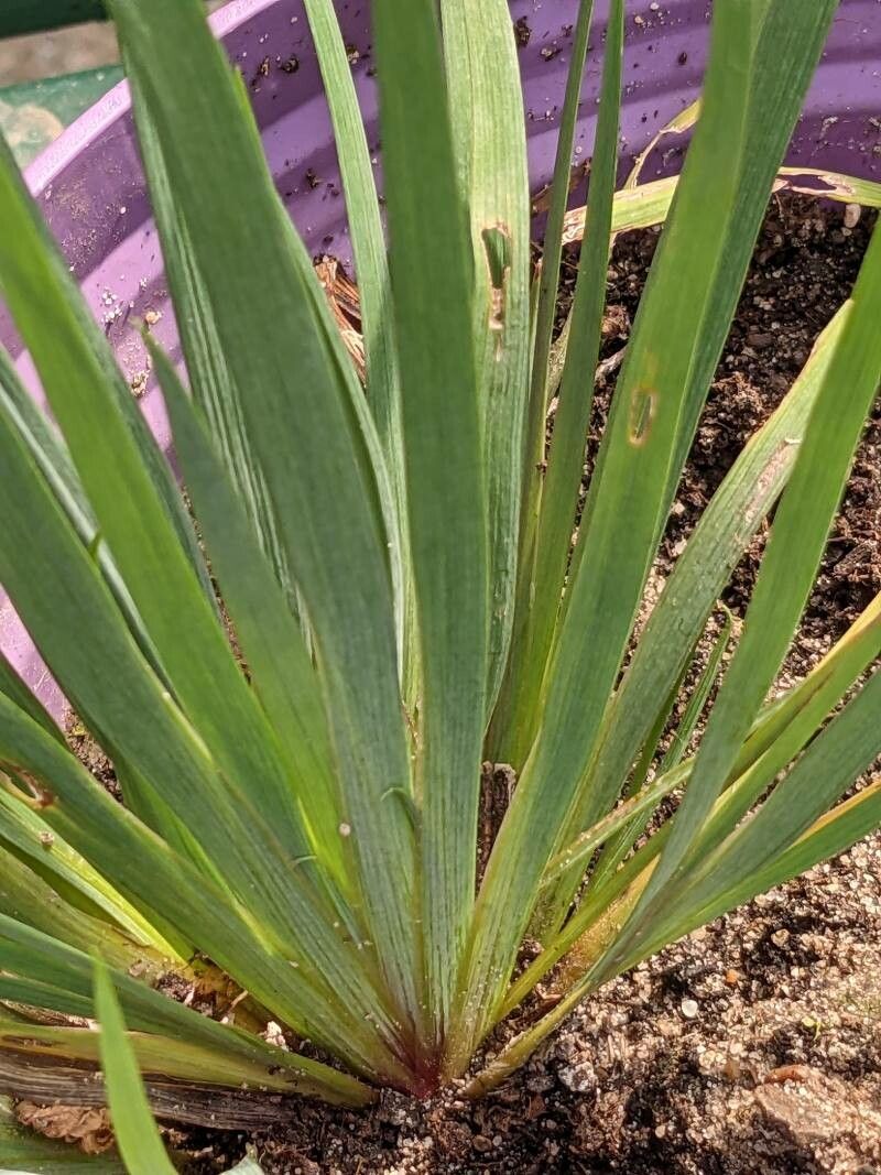Sisyrinchium montanum leaf