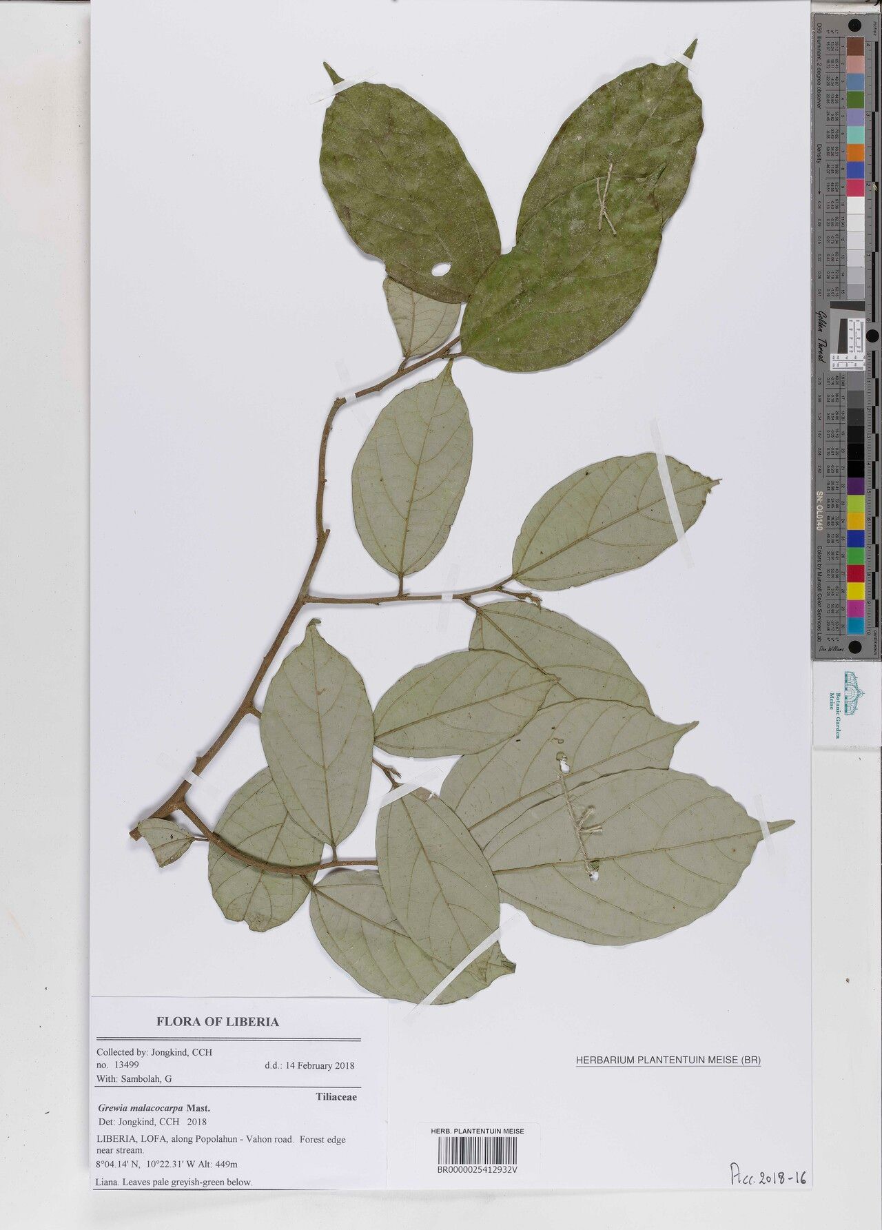 Microcos malacocarpa — houseplant care guide