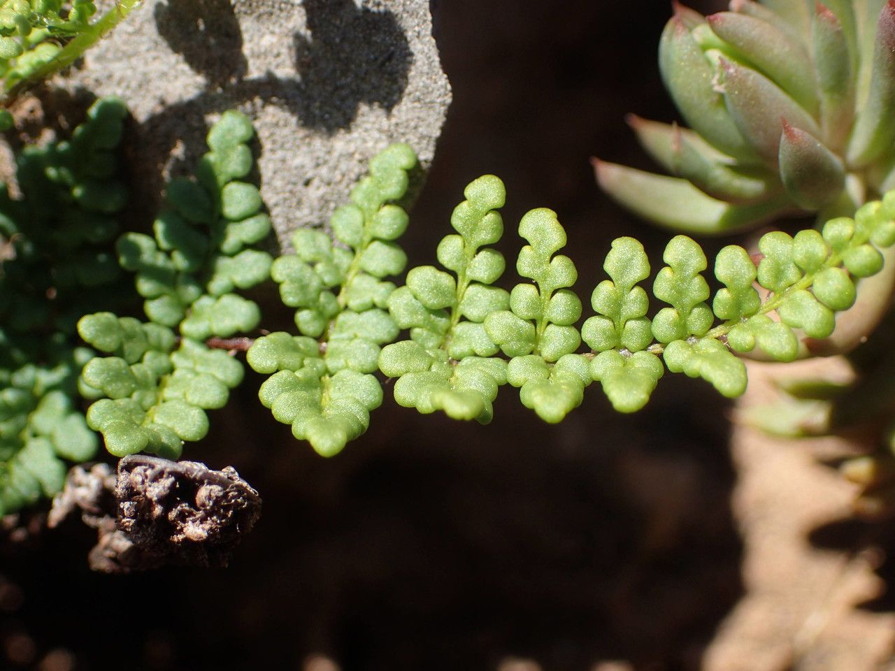 Allosorus acrosticus habit