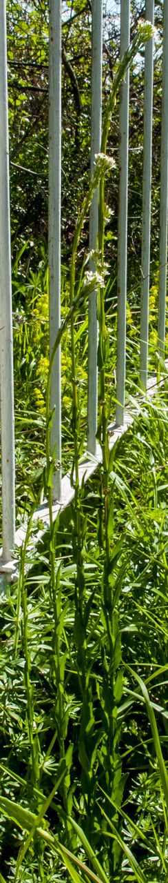 Arabis sagittata habit