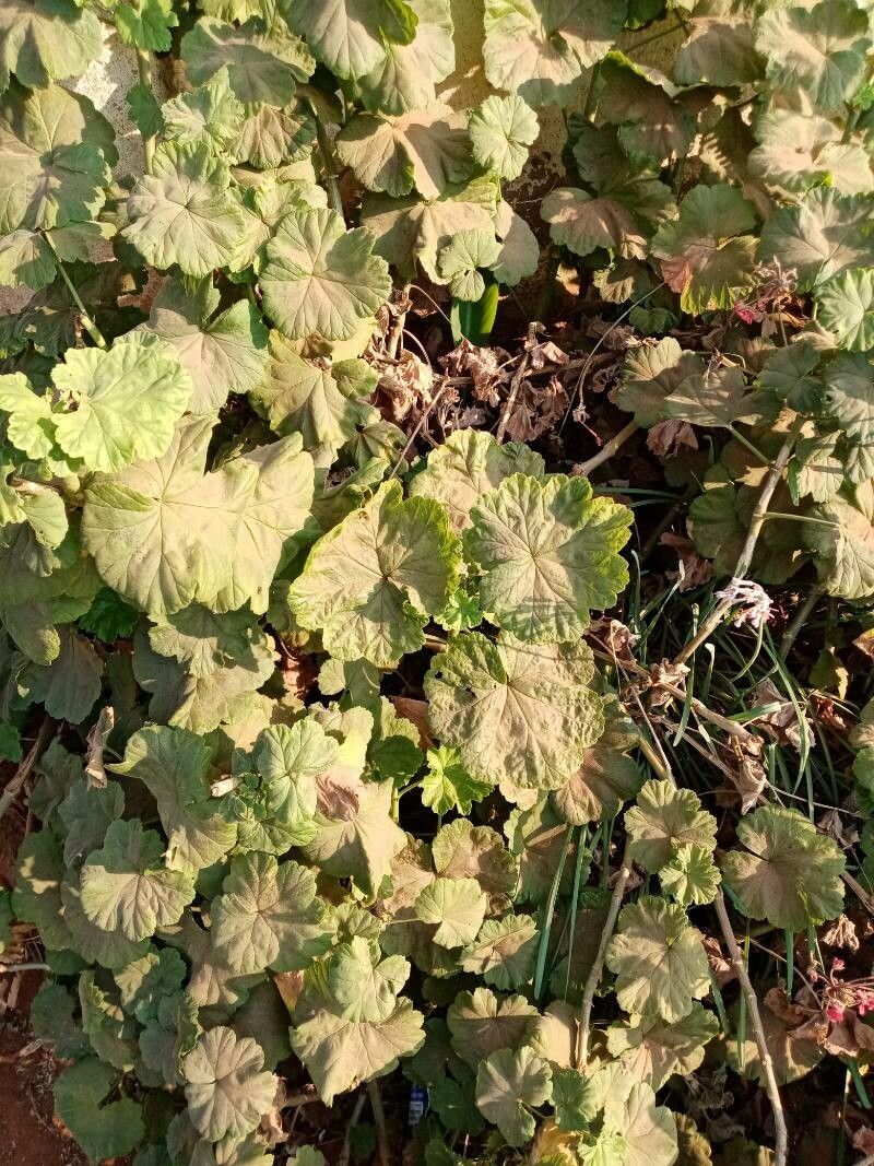 Heuchera americana flower