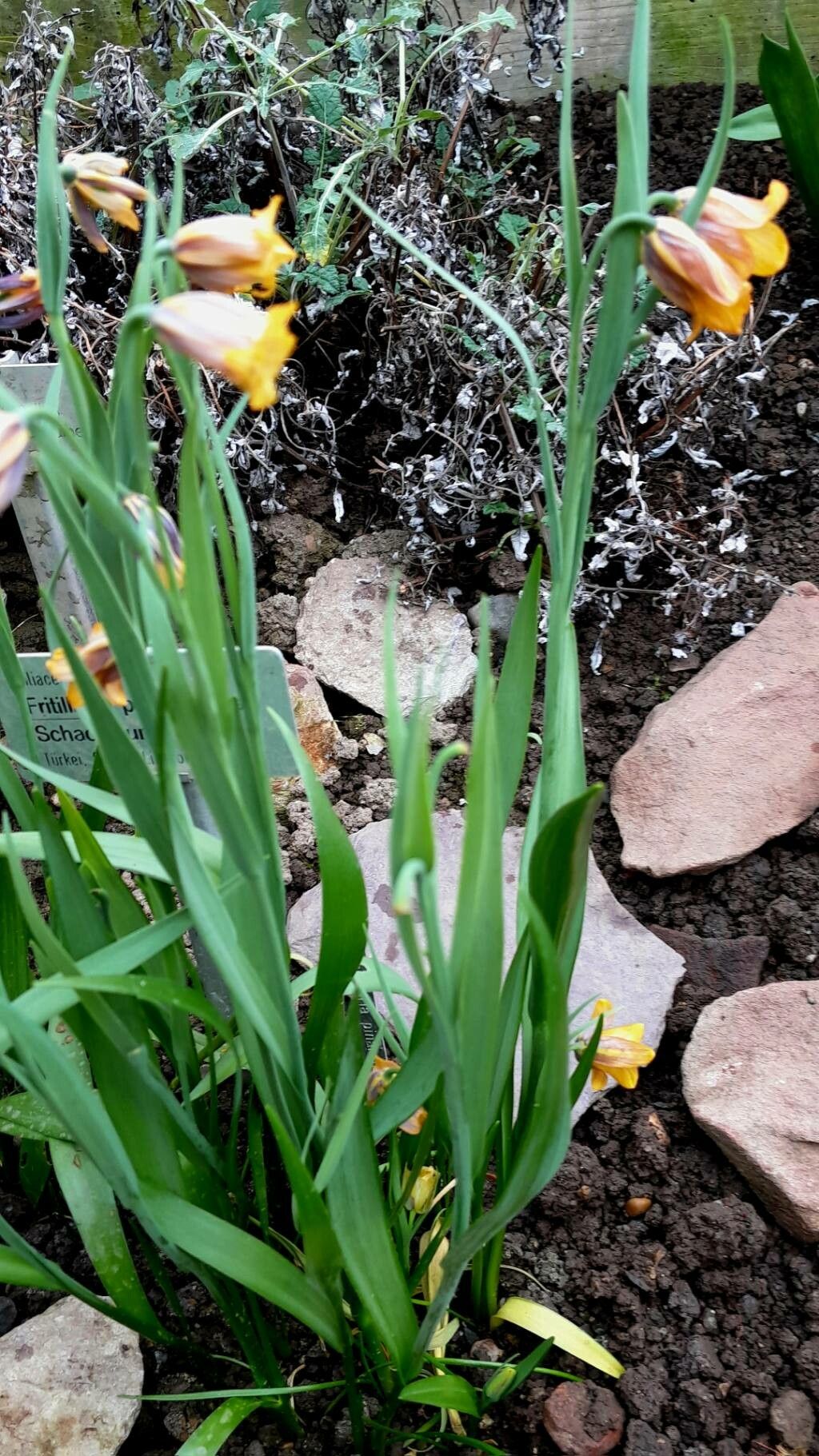 Fritillaria pinardii habit