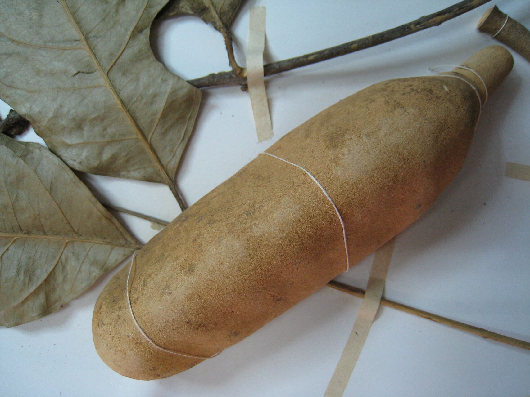 Tontelea cylindrocarpa — related species from the same genus