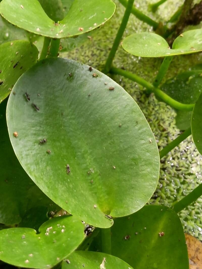Hydrocleys nymphoides — search result for 'Netherlands'