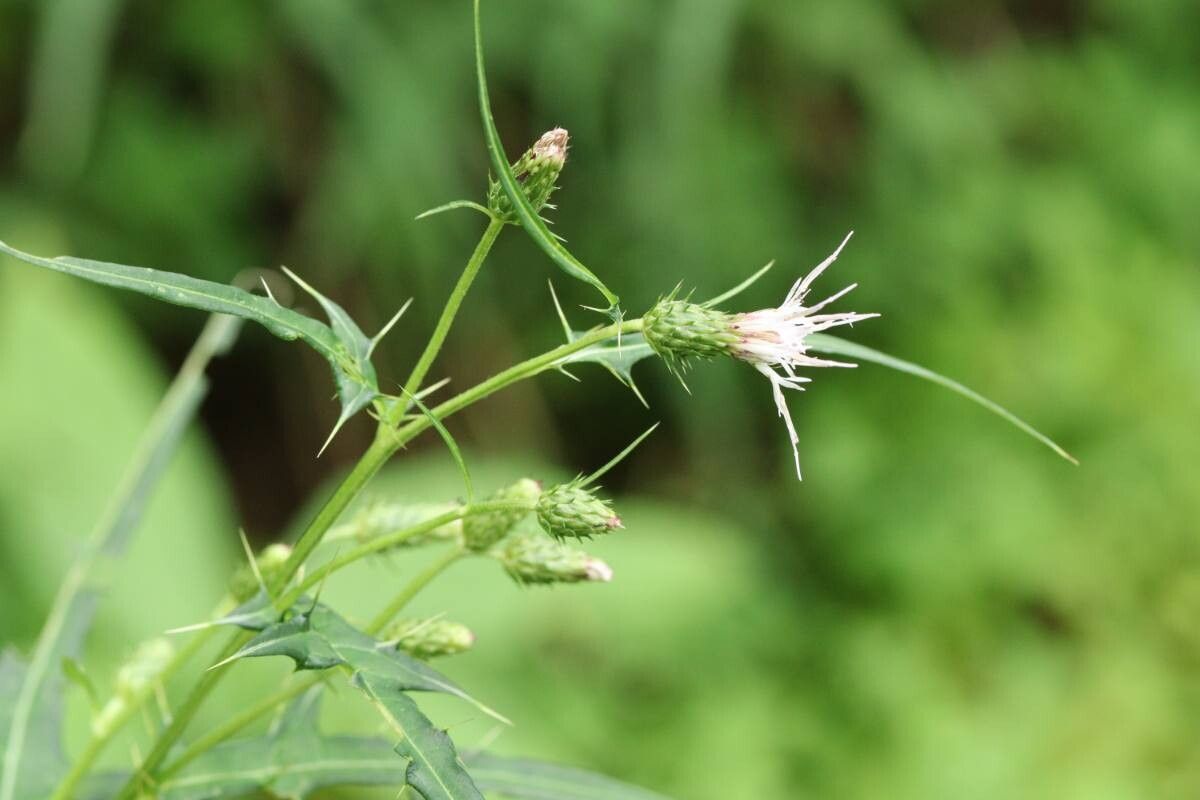Cirsium ishizuchiense — search result for 'Cirsium'