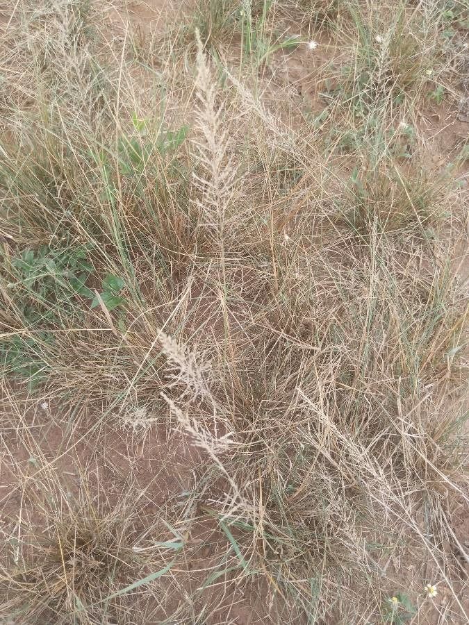 Sporobolus pyramidalis fruit