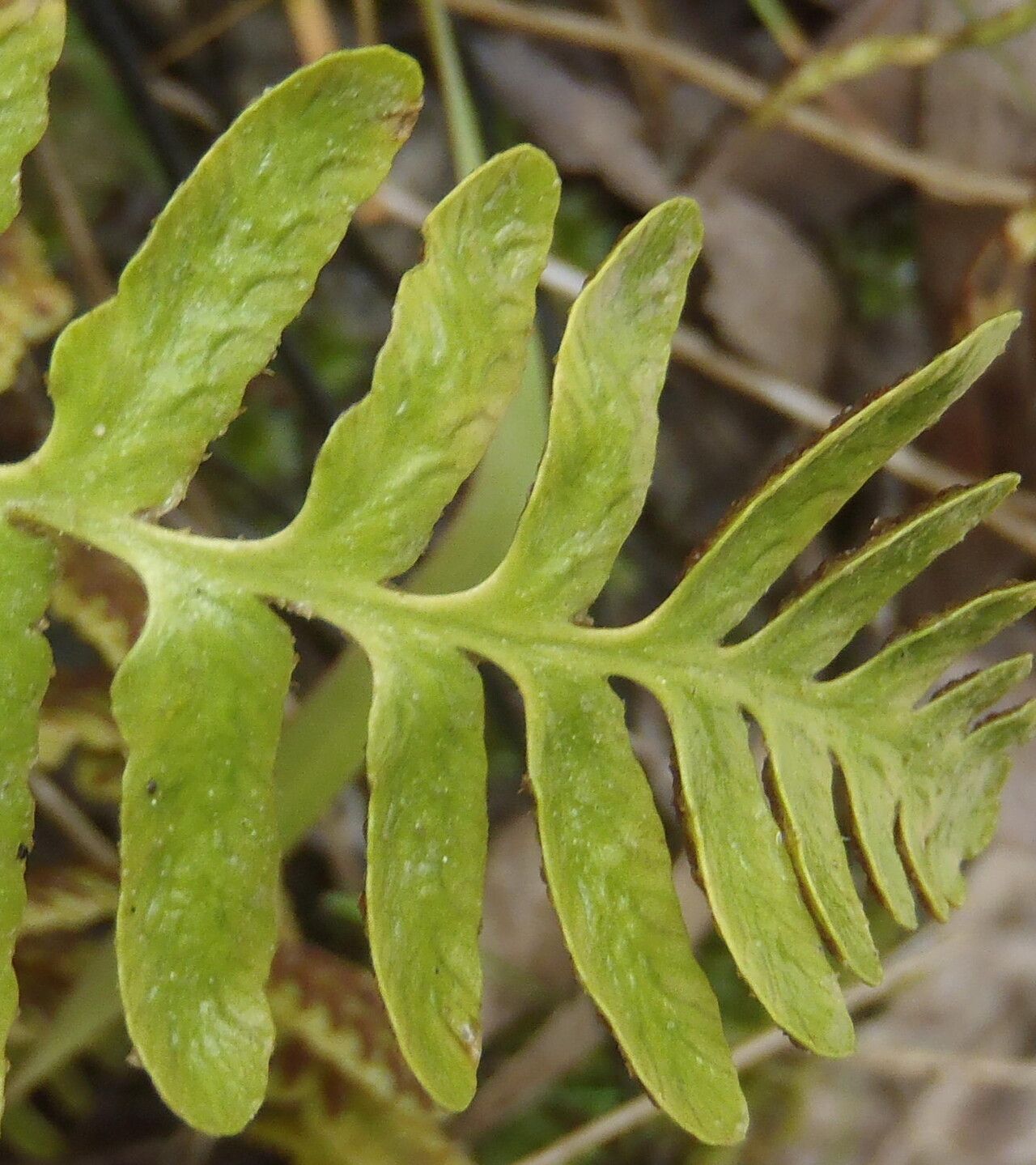 Asplenium capense leaf