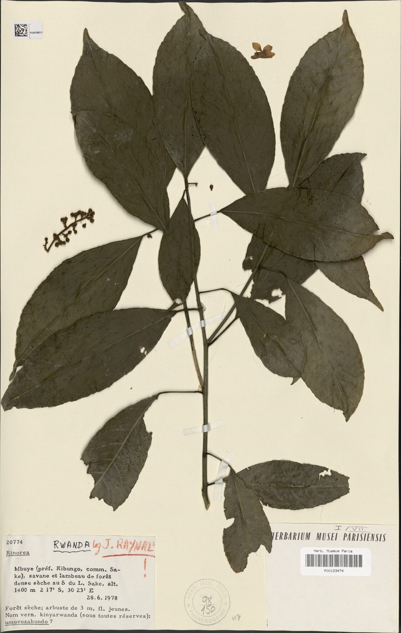 Rinorea oubanguiensis — houseplant care guide