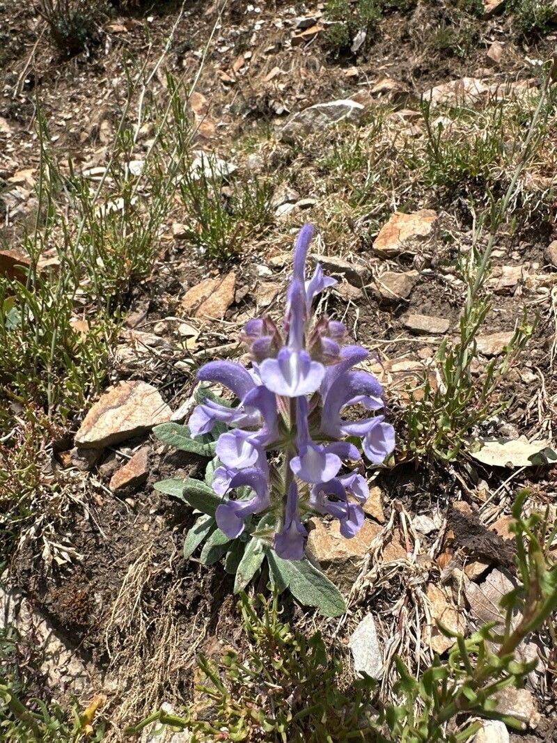 Salvia phlomoides flower