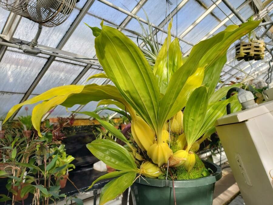 Gongora quinquenervis habit