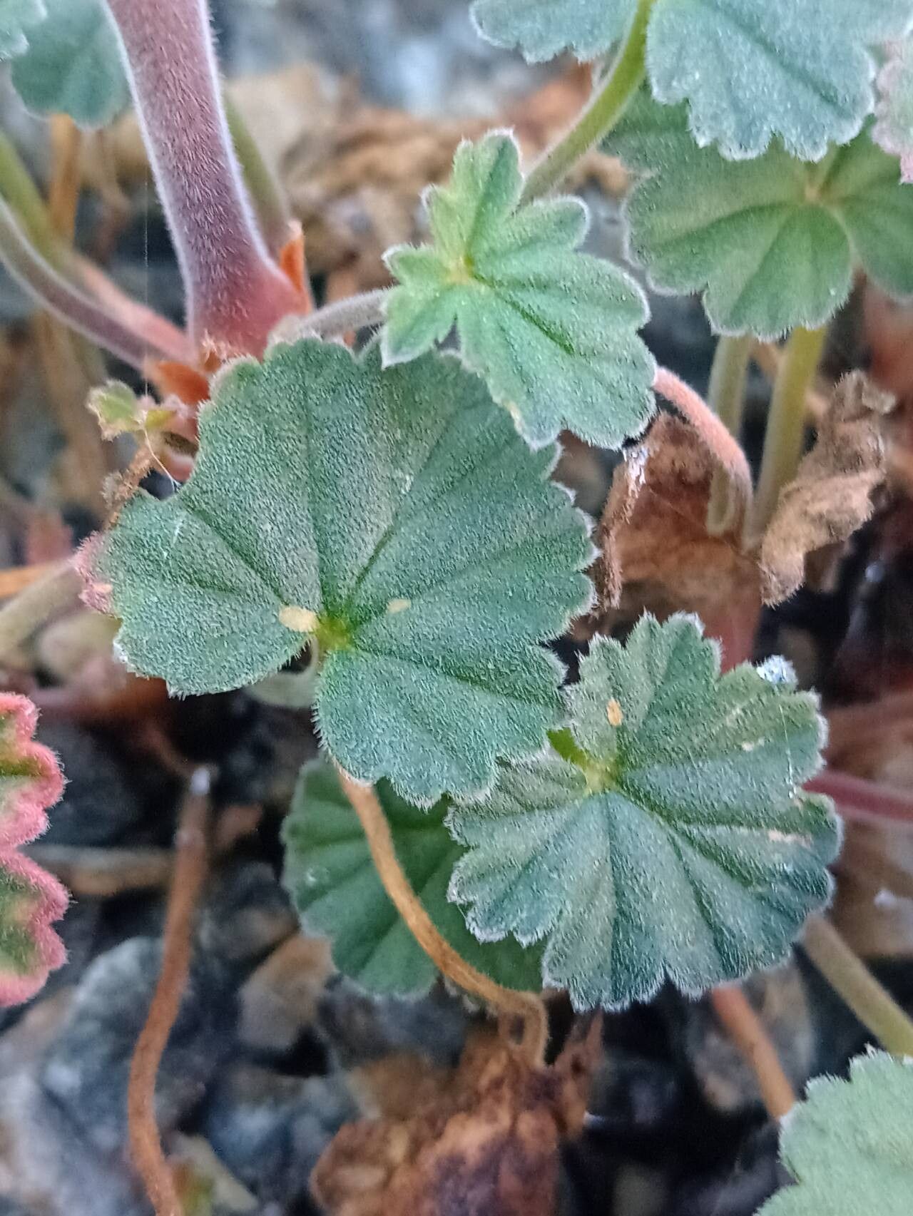 Pelargonium endlicherianum leaf