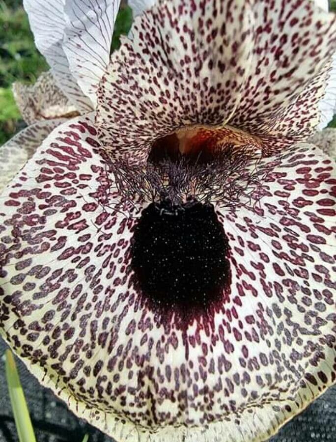 Iris bismarckiana — search result for 'Jordan'