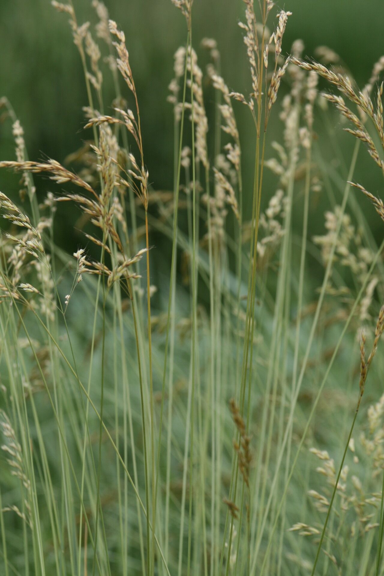Helictotrichon sempervirens flower