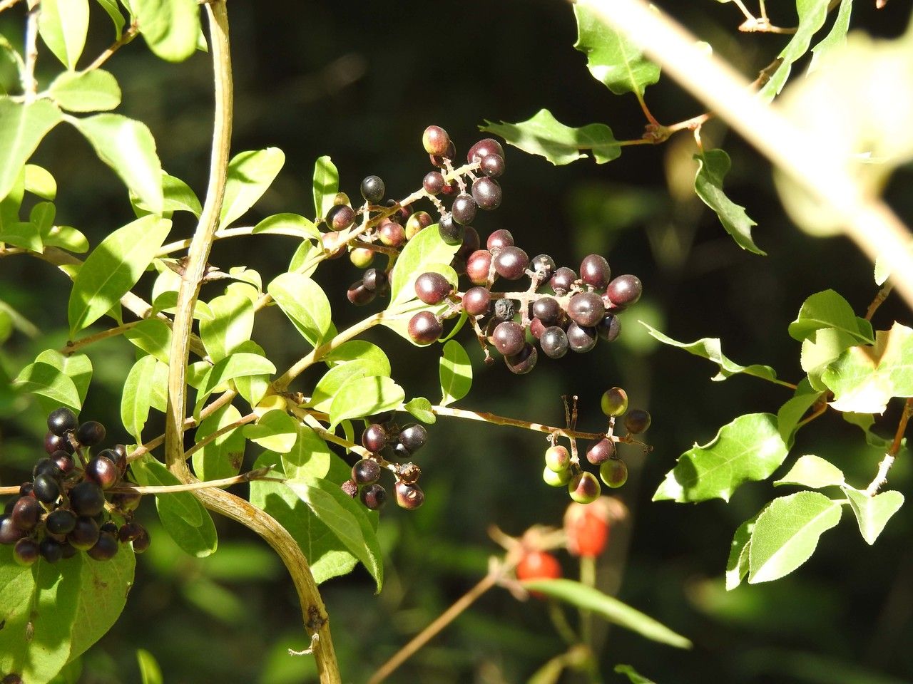 Miconia oinochrophylla — houseplant care guide