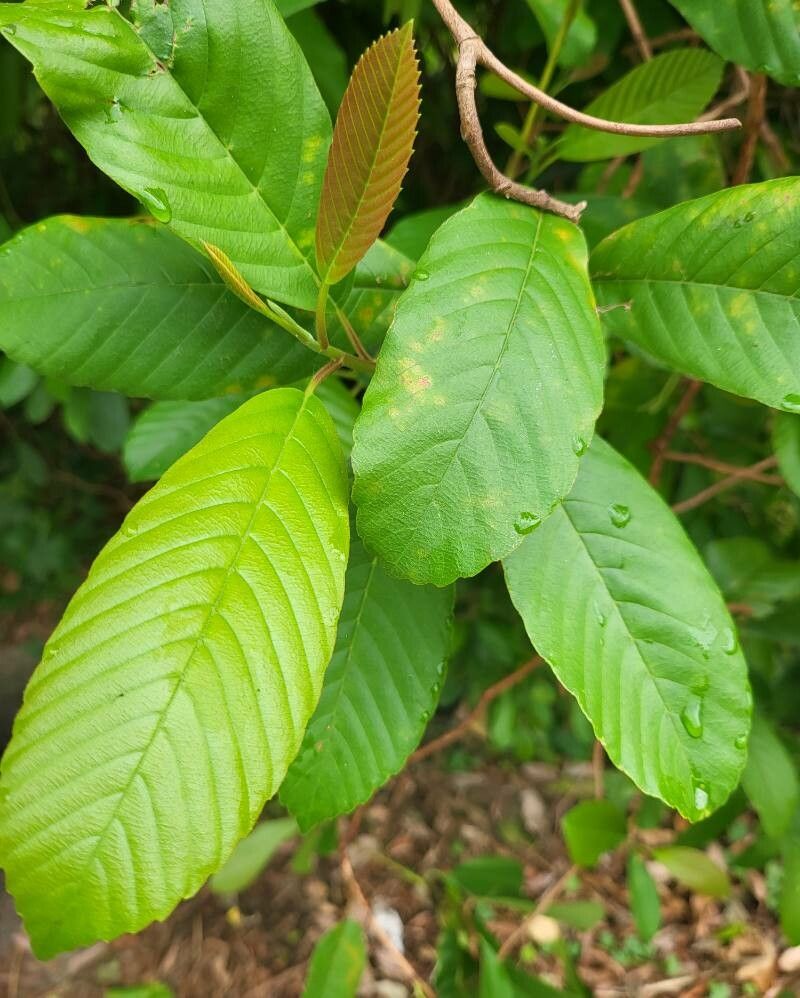 Tetracera scandens leaf