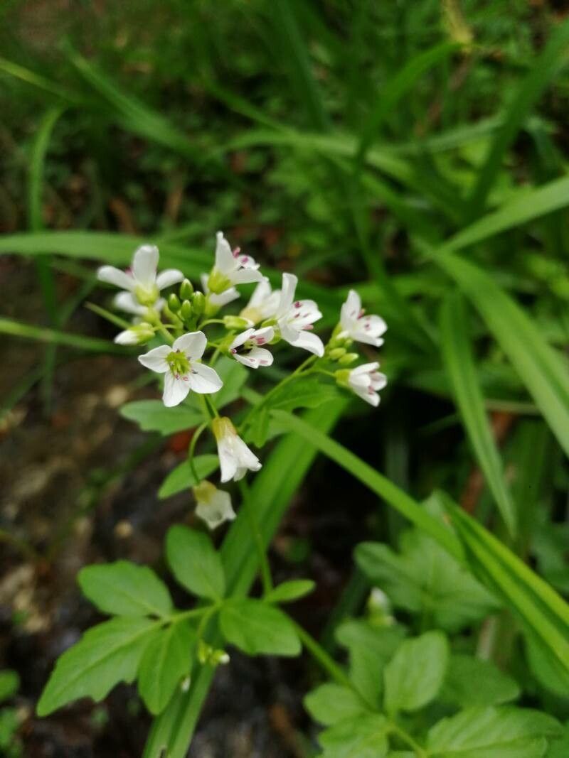 Cardamine amara flower