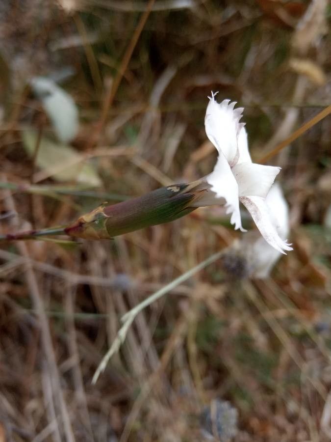 Dianthus arrosti — search result for 'Dianthus'