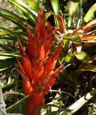 Tillandsia ponderosa habit
