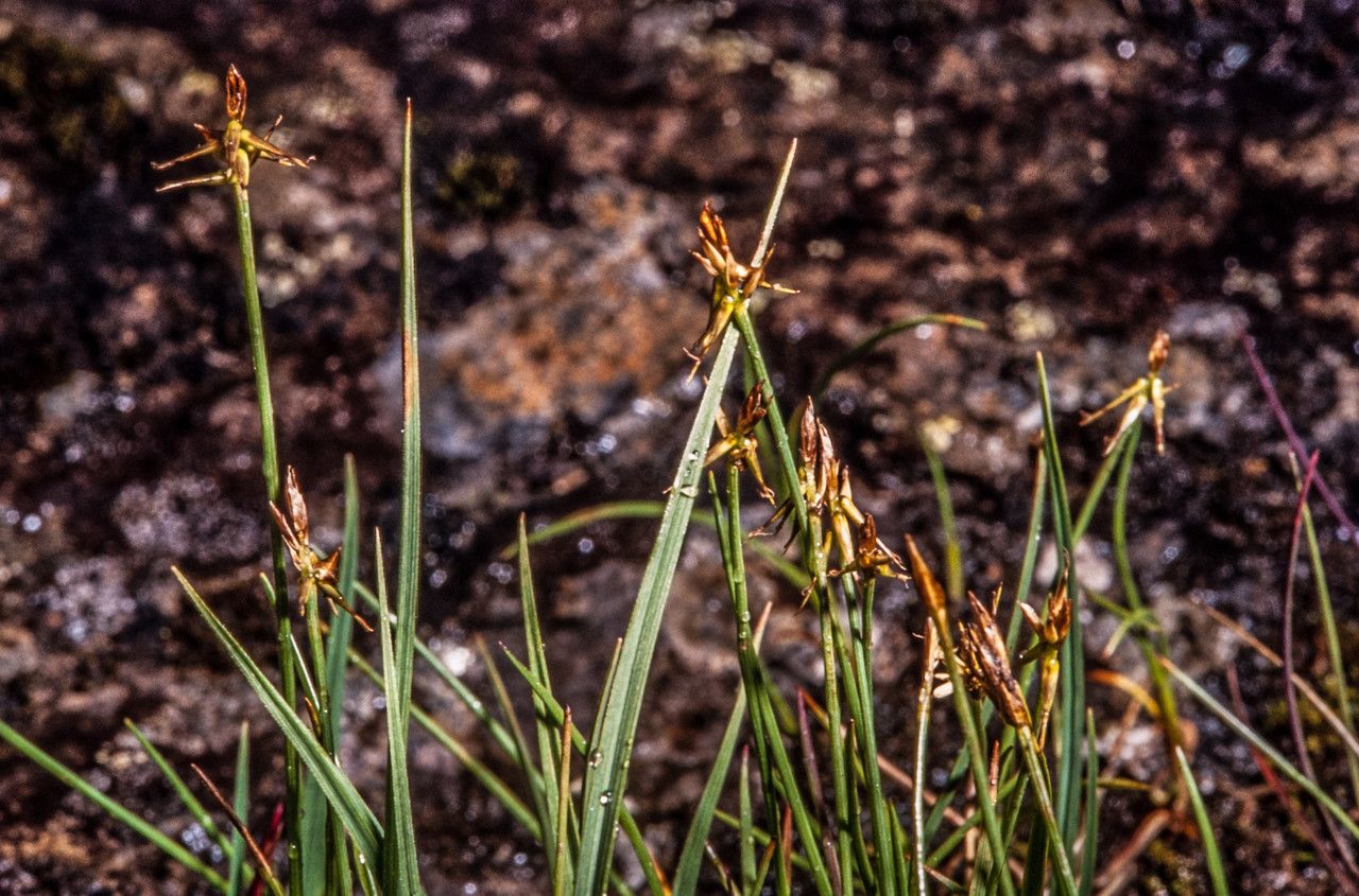 Carex microglochin fruit